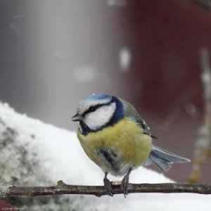 2009_01_24-12_53_10-3154lrm