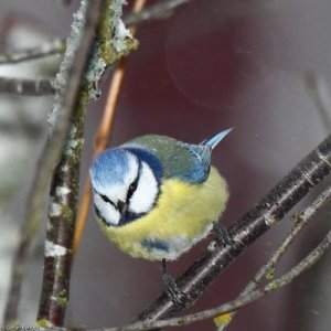 2009_01_24-12_53_32-3157lrm