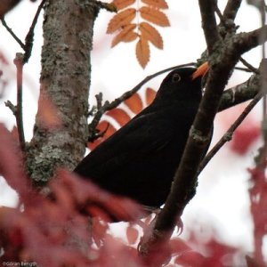 goran-bengths-koltrast-2