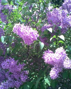 syrener-i-marabel-parken2