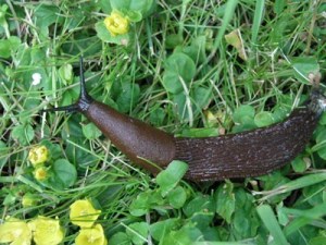 400px-arion_lusitanicus