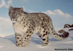 snowwleopard
