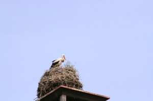 stork i sikte