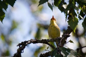 Djupingens polyglottsångare