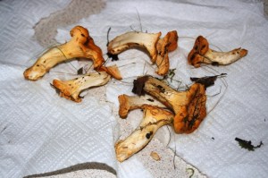 De första kantarellerna 2009