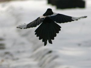 full_8394_9853_931246