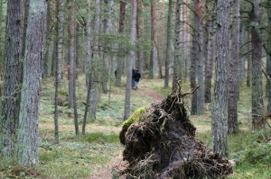 Furuboda 28 mars 042