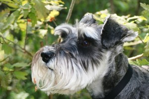 Urax och Stina huvudsakligen 017