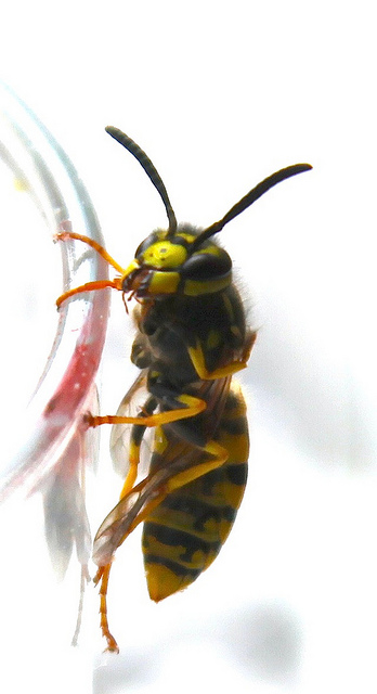 geting av Johan Lange