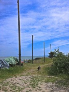 Sallli på Furubodastranden