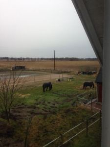 Wincent och Unique på grönbete