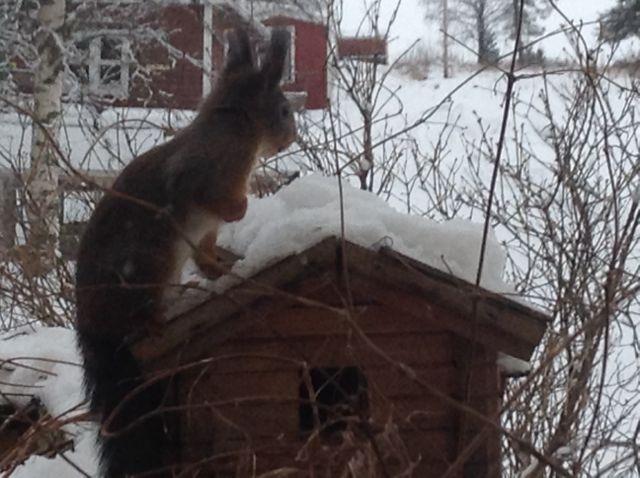 Hos Skogsnuvan i&nbsp;Fisksjön