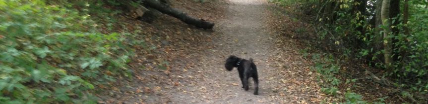 Månadsbilden 19 december&nbsp;2016