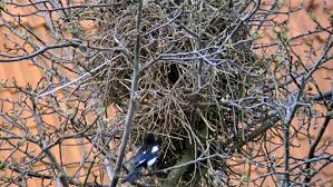 Skatan och hennes&nbsp;webbplats